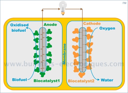 fonctionnement biopile