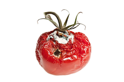 Les tomates pourries : une source d'énergie performante ?